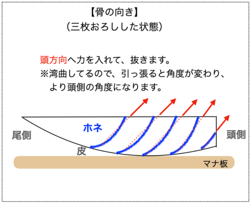 【解説図】骨の向き