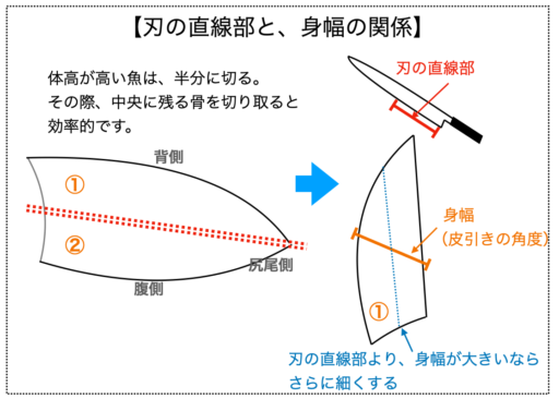 【解説図】刃の直線部と、身幅の関係